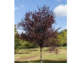 Prunus cerasifera nigra 12/14 co.                 