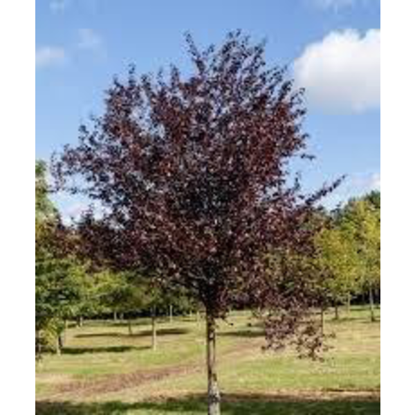 Prunus cerasifera nigra 12/14 co.                 