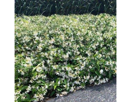 Ricospermum jazminoide 3lt 60/80cm                