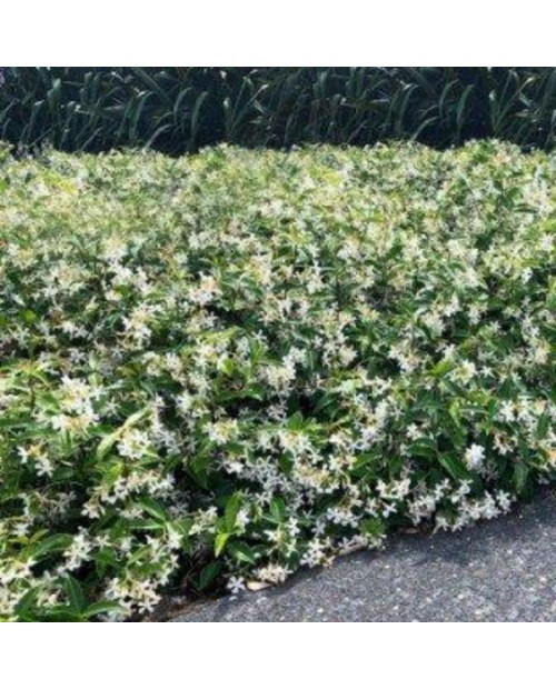 Ricospermum jazminoide 3lt 80/100cm               
