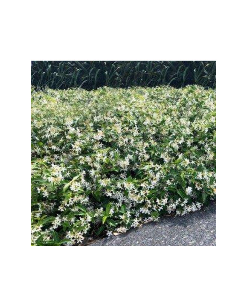 Ricospermum jazminoide 3lt 80/100cm               