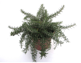 Romero rastrero "postrata" 3lt                    