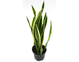 Sansevieria laurentii m13 4 hojas 40/50cm         