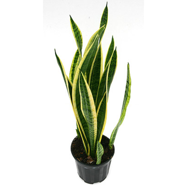 Sansevieria laurentii m13 4 hojas 40/50cm         