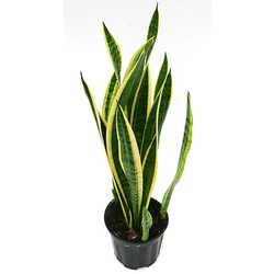 Sansevieria laurentii m13 4 hojas 40/50cm         