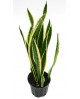Sansevieria laurentii m13 4 hojas 40/50cm         
