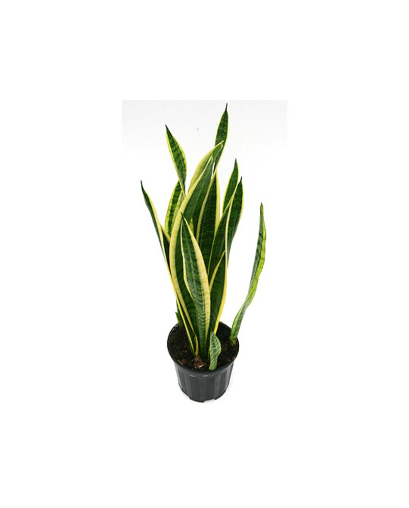 Sansevieria laurentii m13 4 hojas 40/50cm         
