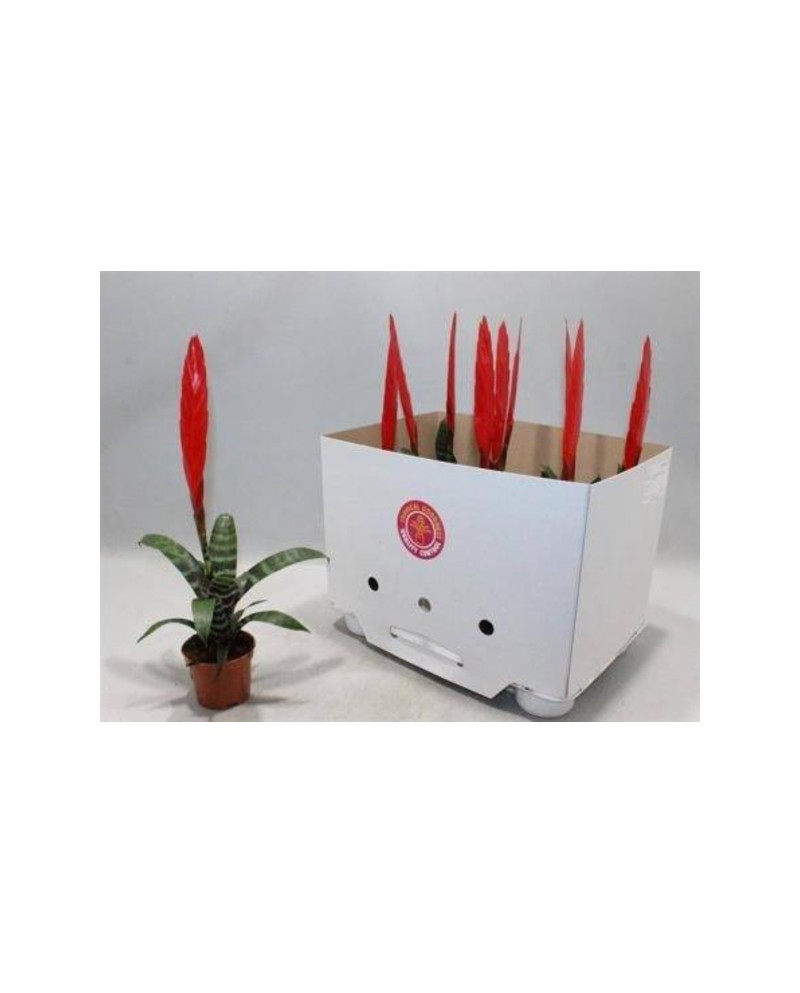 Vriesia splenriet - era m9                        