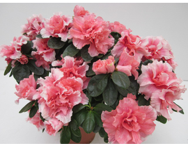 Azalea m15 25/+                                   