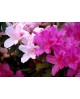 Azalea m15 25/+                                   