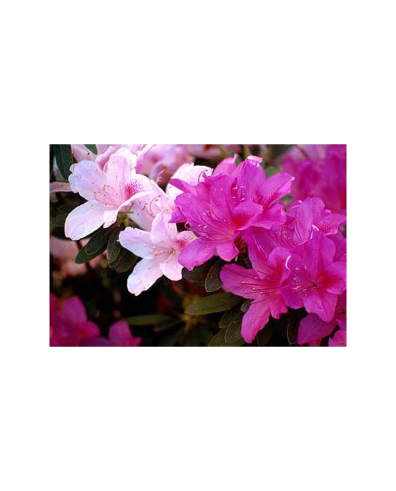 Azalea m14 25/+                                   