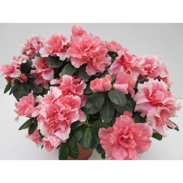 Azalea m15 25/+                                   