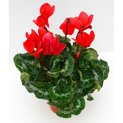 Cyclamen mini 11                                  