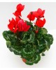 Cyclamen mini 11                                  