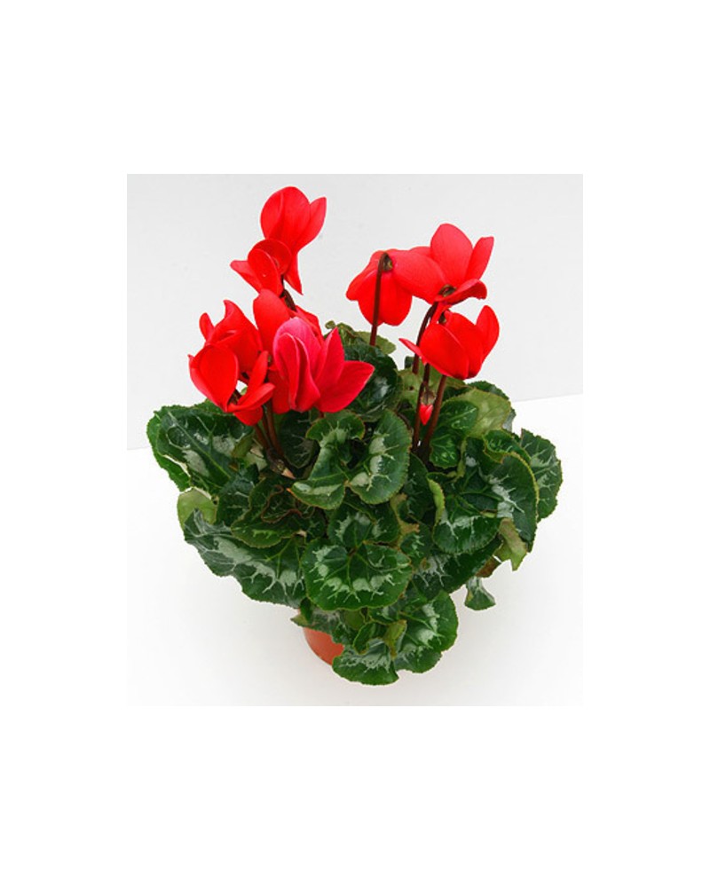 Cyclamen mini 11                                  