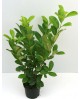 Laurocerasus rotun. 60/80 3lt                     
