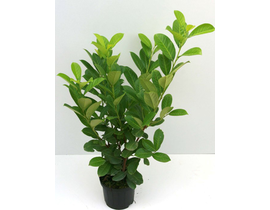 Laurocerasus rotun. 60/80 3lt                     