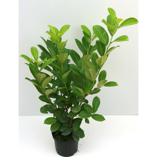 Laurocerasus rotun. 60/80 3lt                     