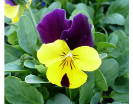 Viola cornuta 11                                  