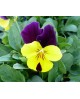 Viola cornuta 11                                  