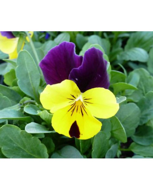 Viola cornuta 11                                  