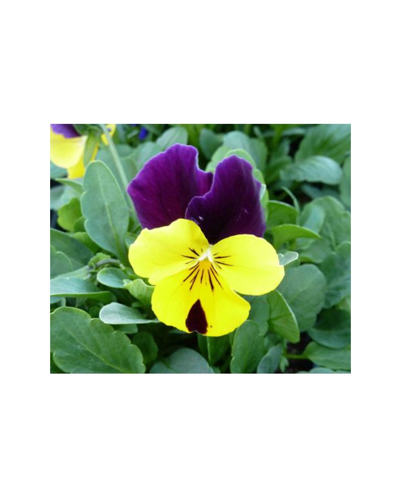 Viola cornuta 11                                  