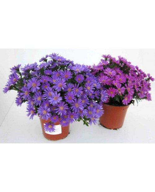 Aster mix m13                                     
