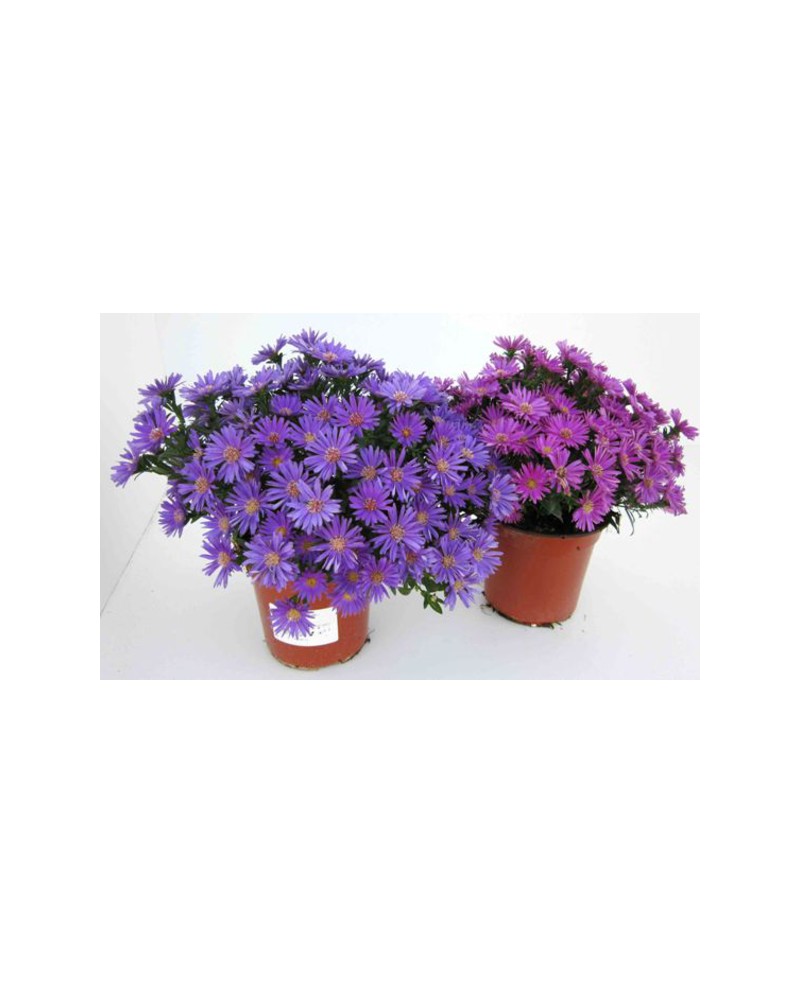 Aster mix m13                                     