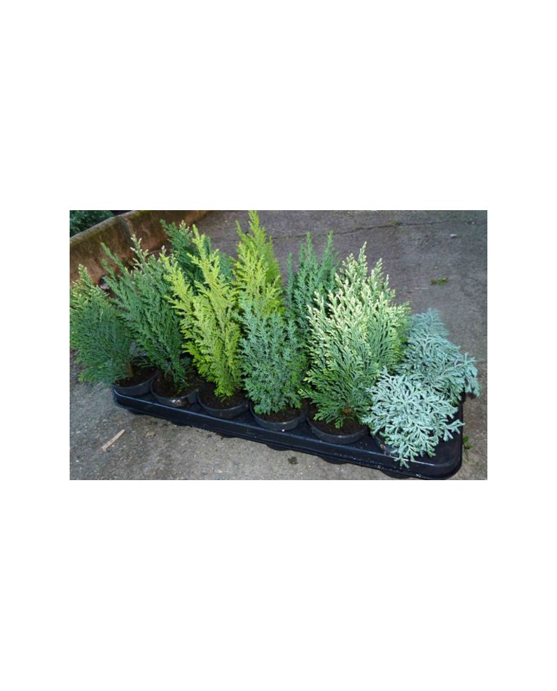 Conifera mix m11                                  
