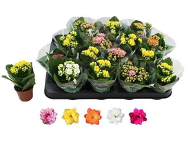 Kalanchoe calandiva mini m9                       