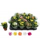 Kalanchoe calandiva mini m9                       