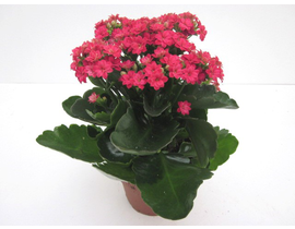 Kalanchoe calandiva mini m9                       