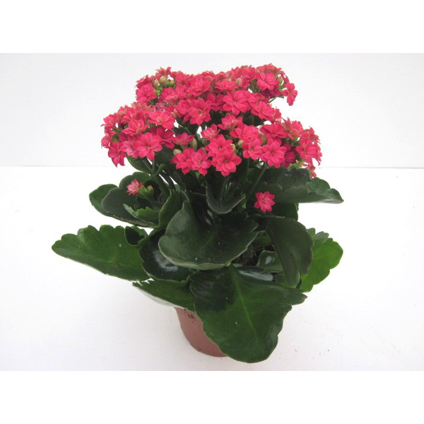 Kalanchoe calandiva mini m9                       