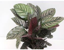 Maranta ornata sanderiana 19                      