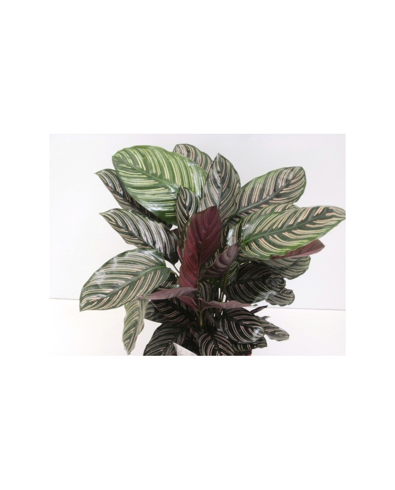 Maranta ornata sanderiana 19                      