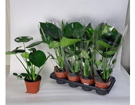 Philodendron pertusum m12 30/40cm                 
