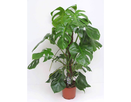 Philodendron pertusum m14 30/40cm                 