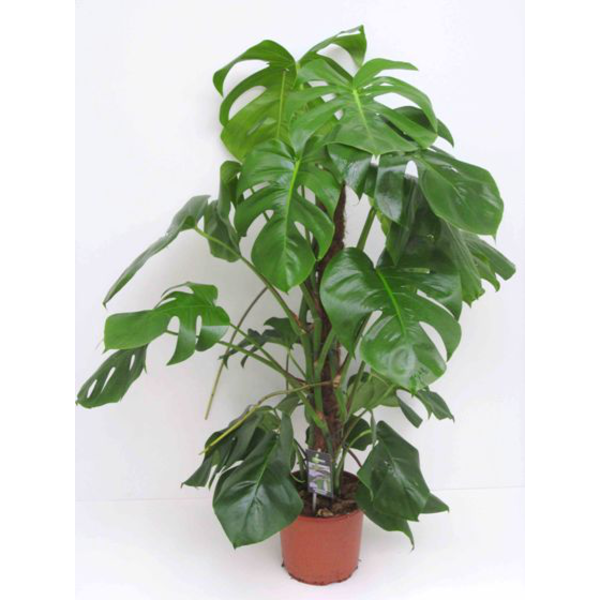 Philodendron pertusum m14 30/40cm                 