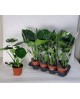 Philodendron pertusum m12 30/40cm                 
