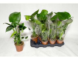 Philodendron pertusum m14 30/40cm                 