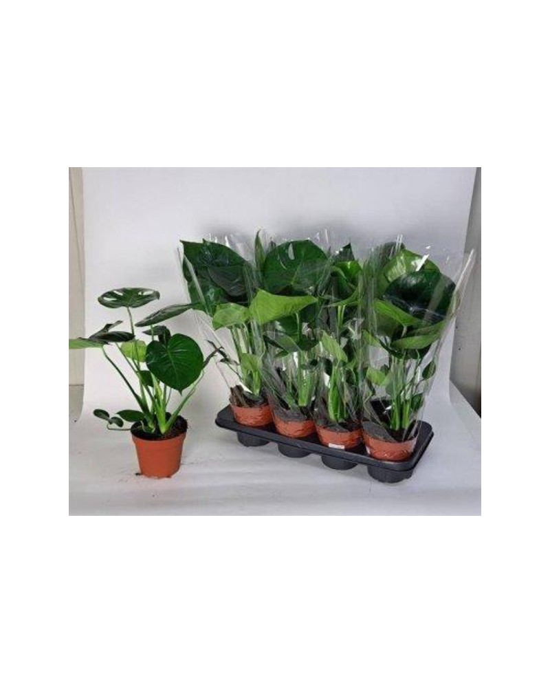 Philodendron pertusum m12 30/40cm                 