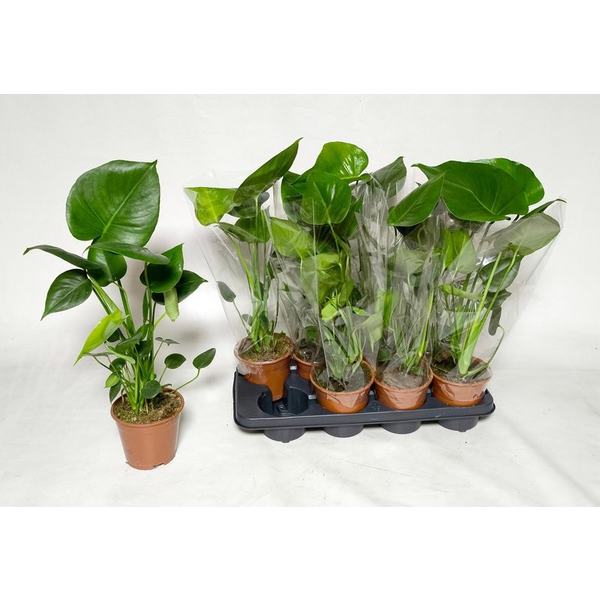 Philodendron pertusum m14 30/40cm                 