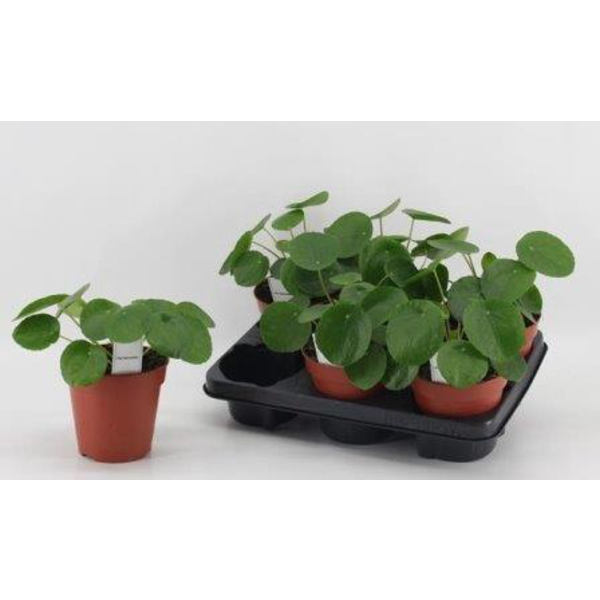 Pilea peperomioides m13                           