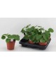 Pilea peperomioides m13                           