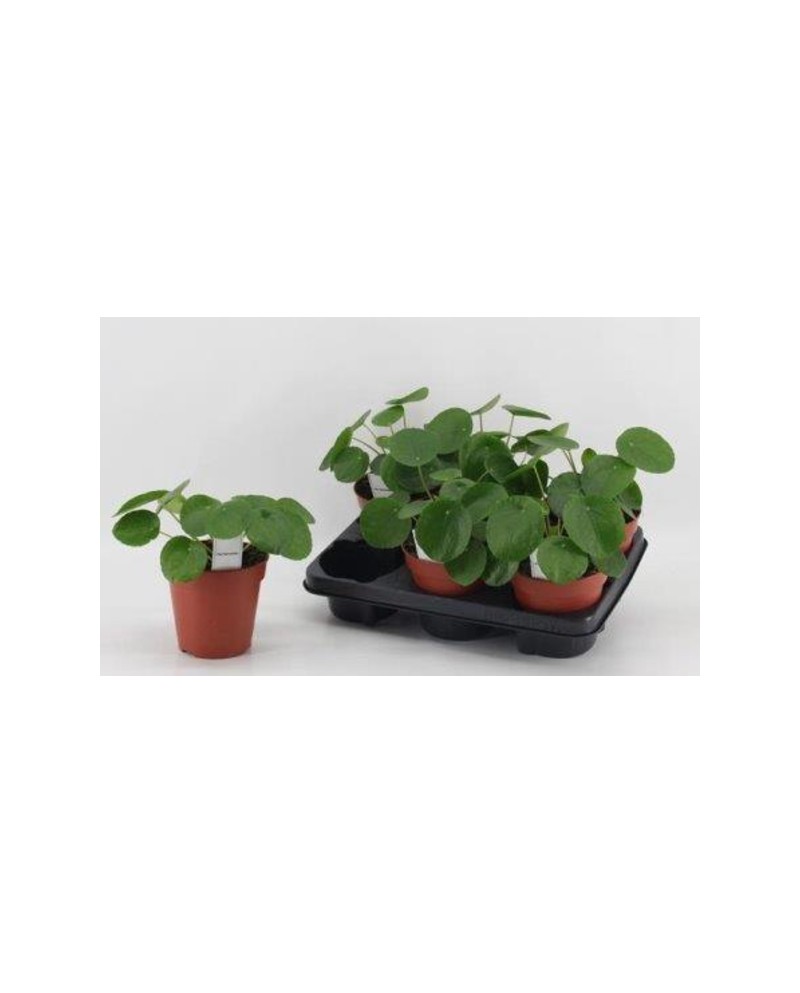 Pilea peperomioides m13                           