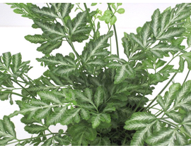 Pteris m12                                        