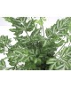 Pteris m12                                        