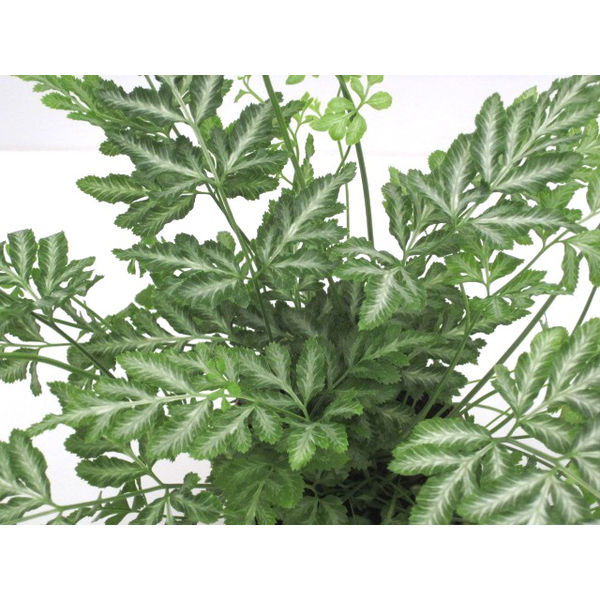 Pteris m12                                        