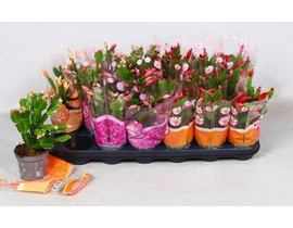 Rhipsalis mix 10                                  