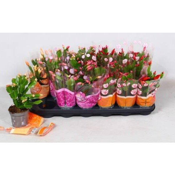 Rhipsalis mix 10                                  